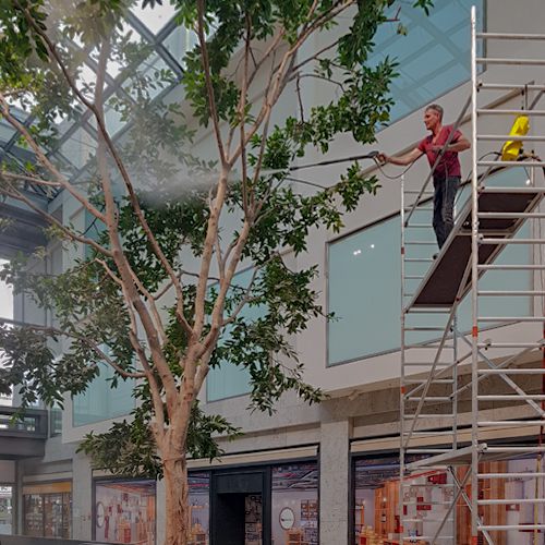 Foto von der Reinigung eines Baums im Innenraum mit Hilfe einer Arbeitsbühne