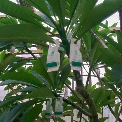 Nützlingseinsatz mittels in Tüten gelieferten Nützlingen