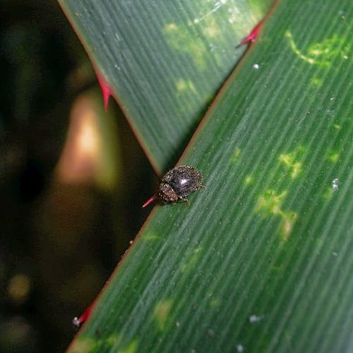 Foto eines Marienkäfers, der Schildläuse frisst